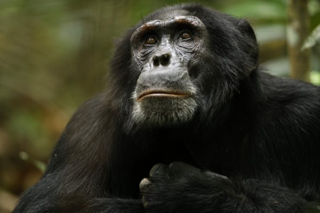 chimpanzee trekking.