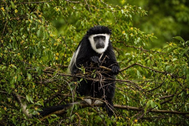 Bugoma forest set to be a national park