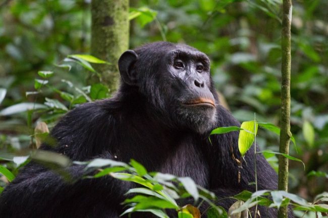 Buying a chimpanzee permit