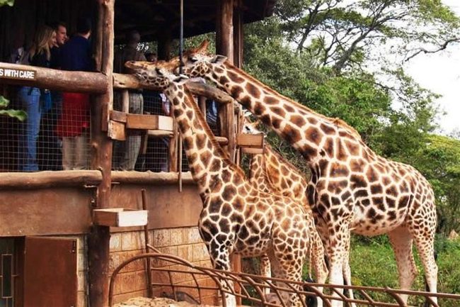 Giraffe center Nairobi city tour