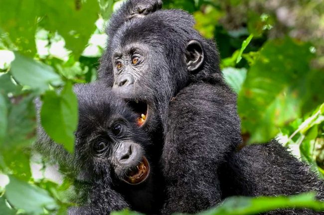 Gorilla trekking in Bwindi vs Gorilla trekking in Volcanoes