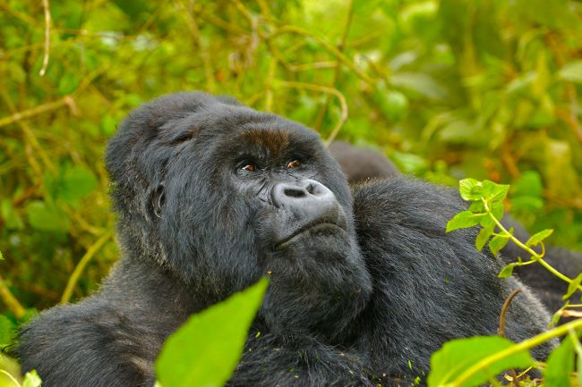Gorilla trekking in Uganda