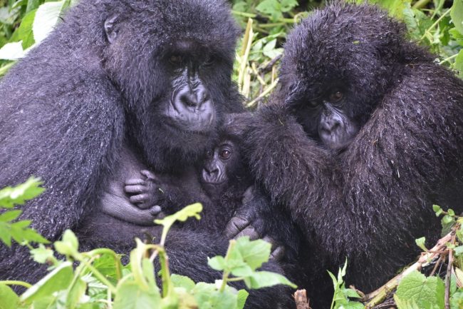 Gorilla trekking in Uganda from the USA
