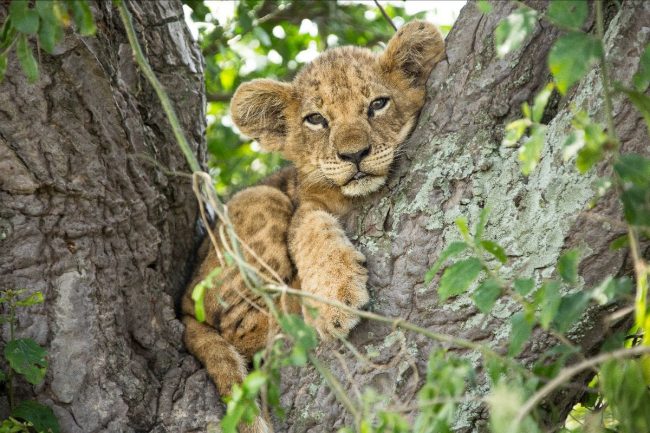 Newborn lion cub in Ishasha