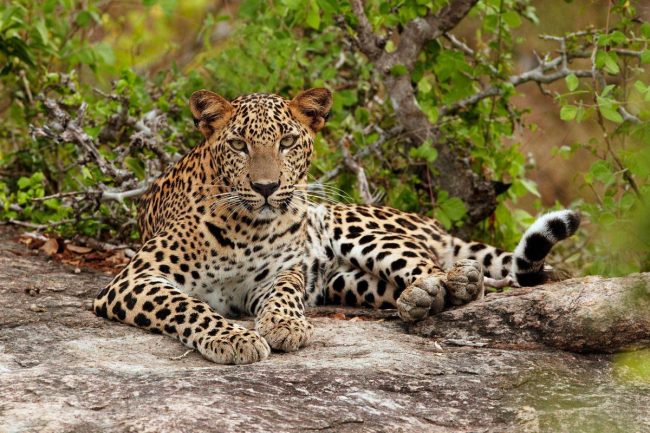 Best parks to visit in Uganda