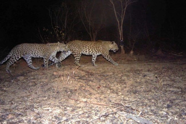 Night game drives in Lake Mburo