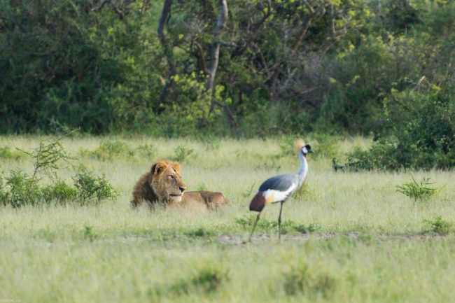 Pian Upe Wildlife Authority