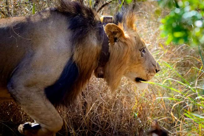 Rwanda wildlife safaris and gorilla tours